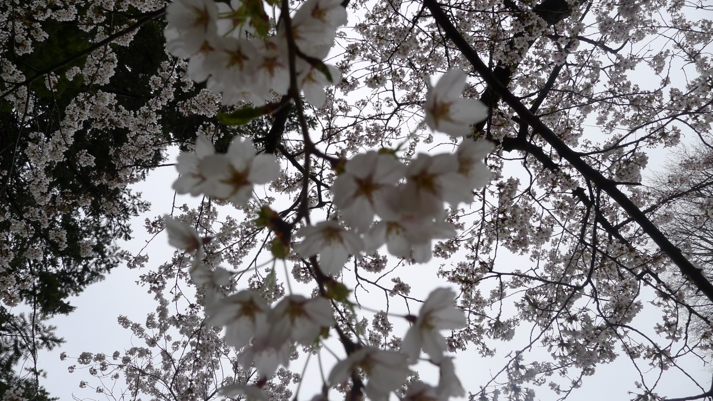 Cherry Blossom at high Park 03
